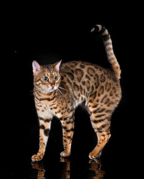 Bengal cat in studio