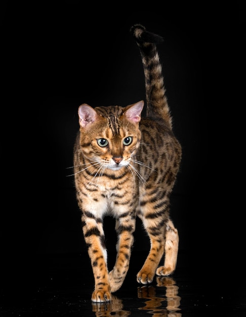 Bengal cat in studio