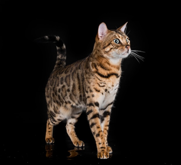 Bengal cat in studio