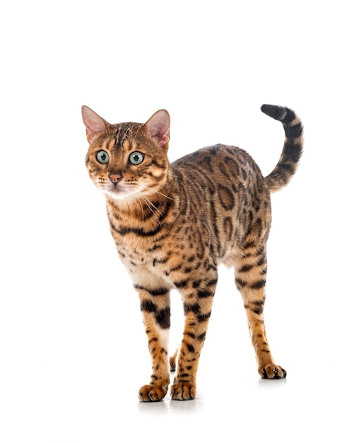 Bengal cat in studio