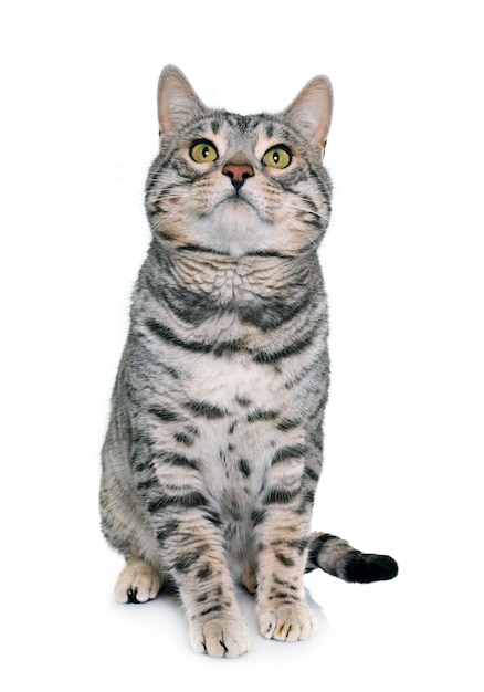 Photo bengal cat in studio