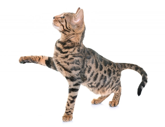 bengal cat in studio