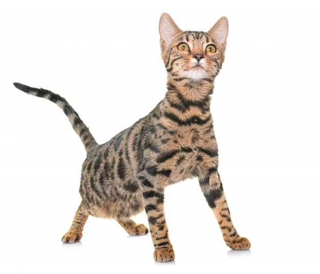 bengal cat in studio