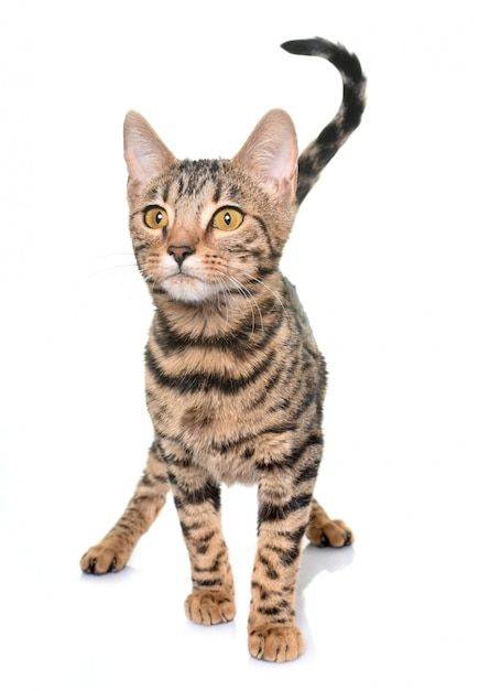 Photo bengal cat in studio