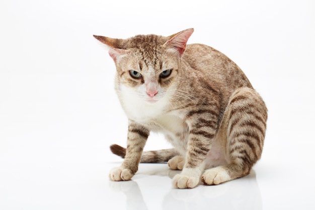 Bengal cat on a white Background