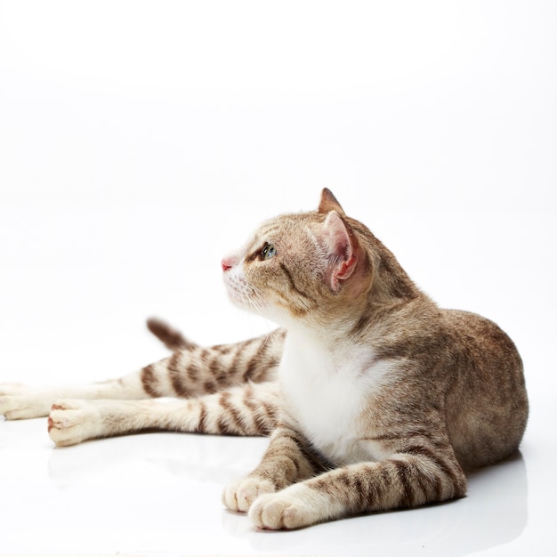 Photo bengal cat on a white background