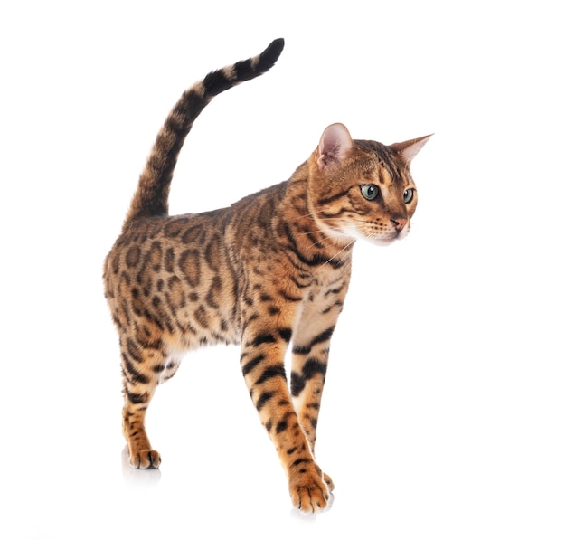 Bengal cat on a white background