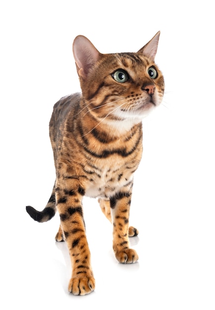 Bengal cat on a white background