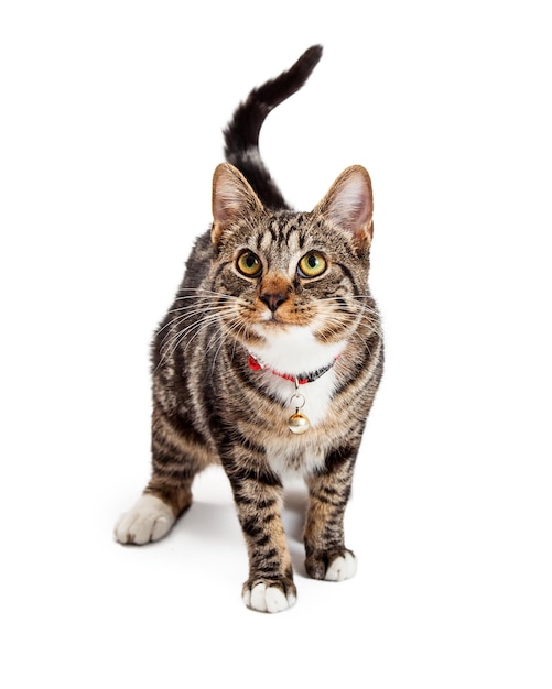 bengal cat with attentive expression