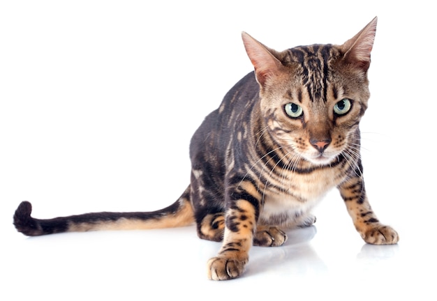 bengal cat