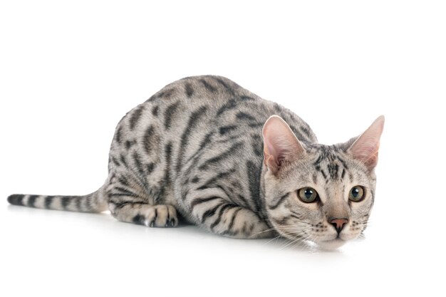 Bengal cat 