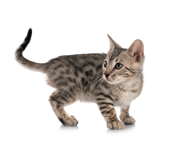 Bengal cat