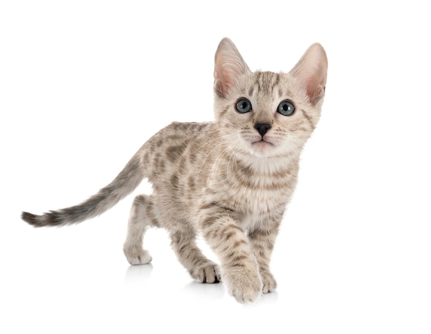 Bengal cat