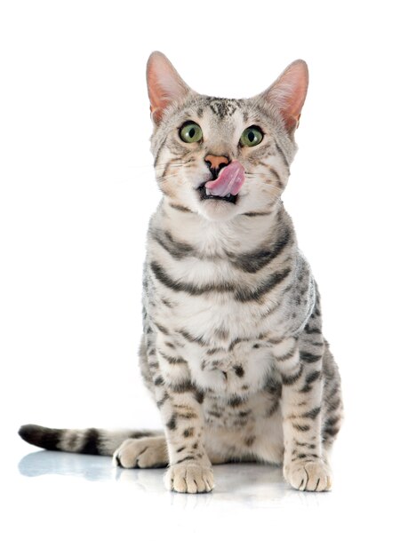 bengal cat