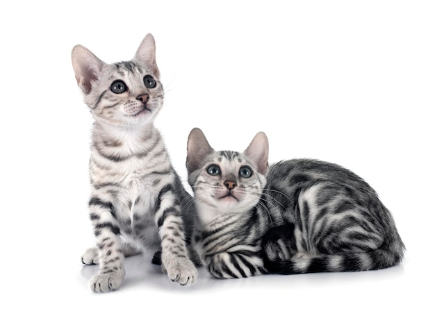 bengal cats in front of white background