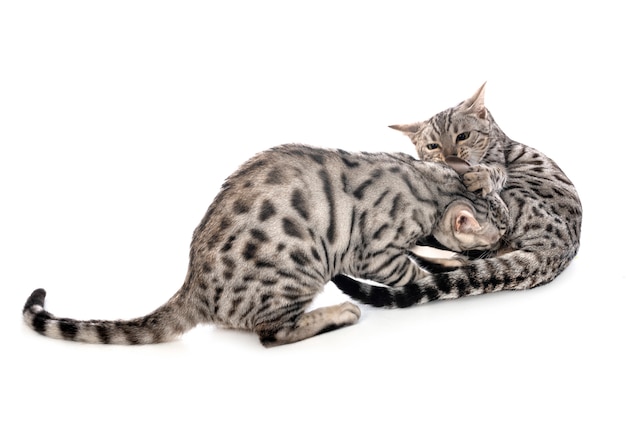 Bengal cats isolated