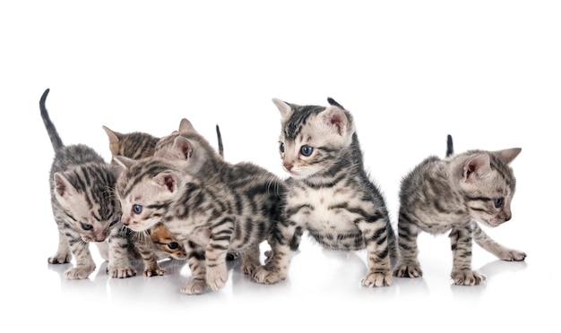 Photo bengal cats on a white background