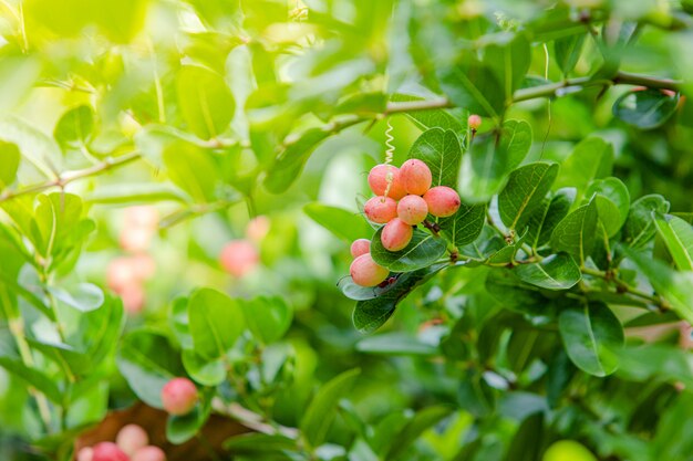 bengal currant in my garden