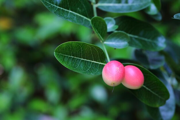 Photo bengal-currants carandas-plum karanda