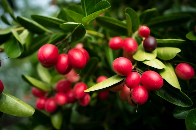 Photo bengal-currants carandas-plum karanda