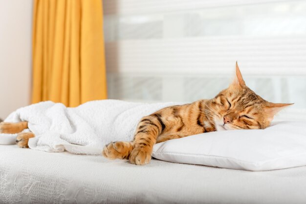 Bengal domestic cat sleeps on a pillow in the bedroom