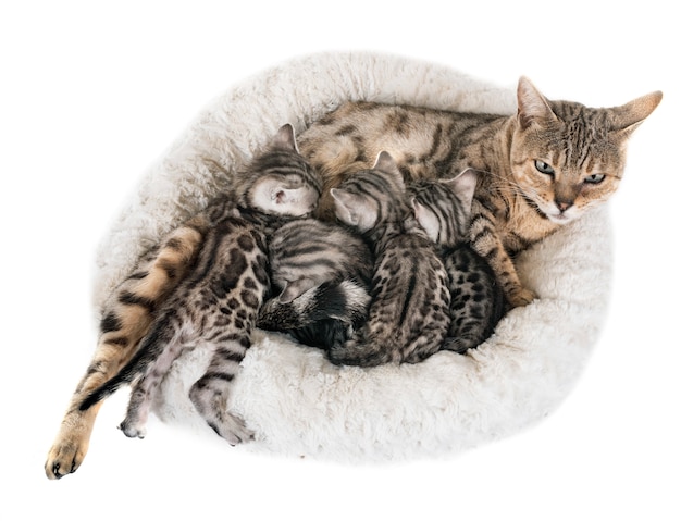 bengal family in studio