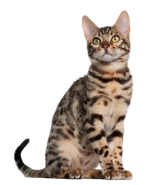 Photo bengal kitten (4 months old)