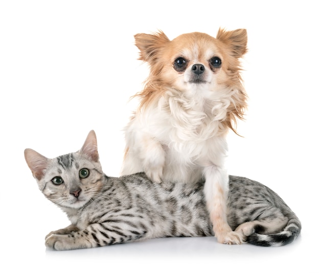 bengal kitten and chihuahua