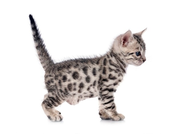 Bengal kitten in front of white background