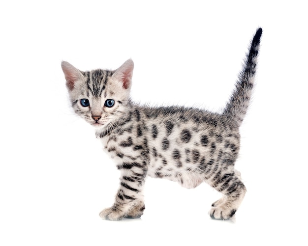 Bengal kitten in front of white background