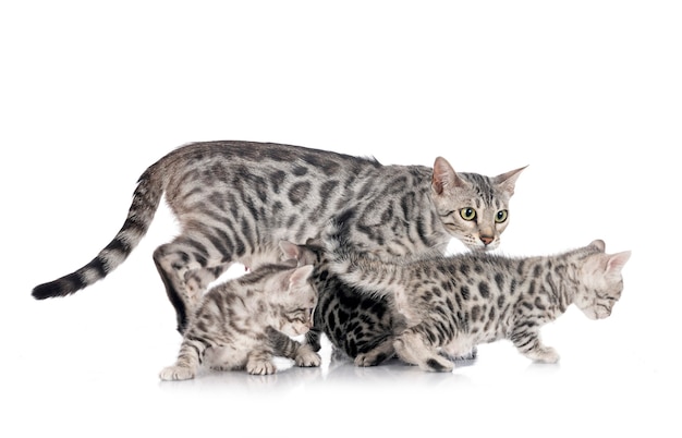 Bengal kitten in front of white background