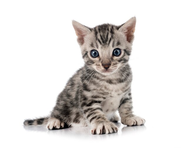 Bengal kitten in front of white background