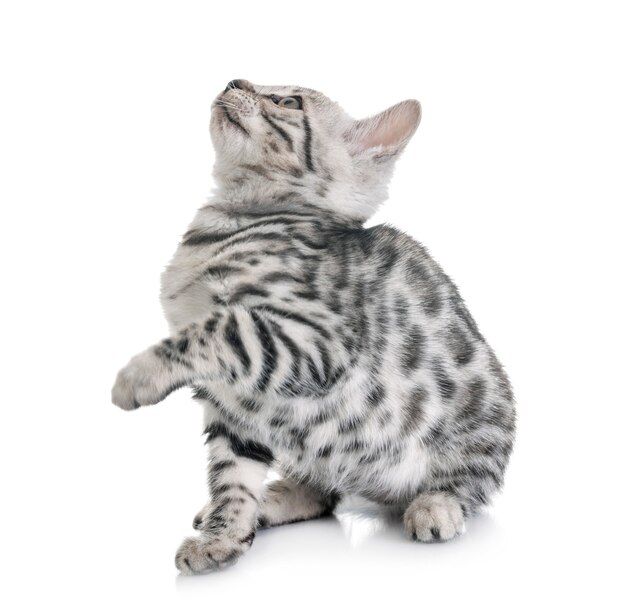 bengal kitten isolated