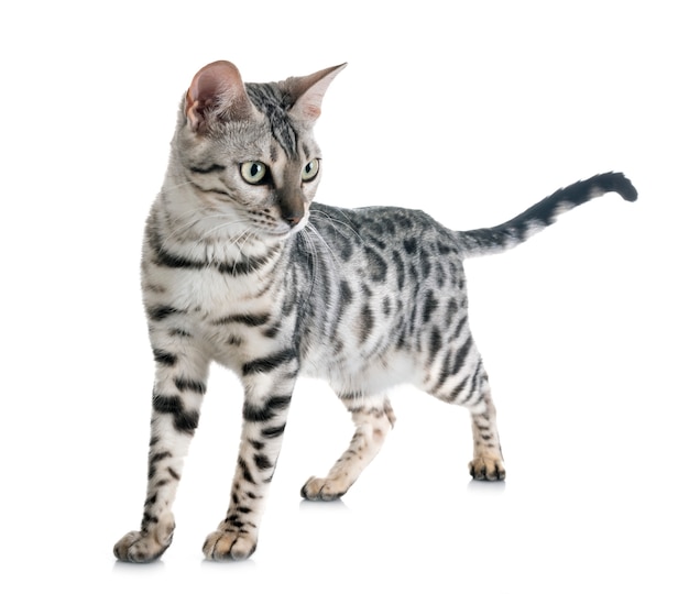 bengal kitten isolated