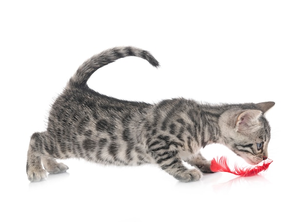 Bengal kitten isolated