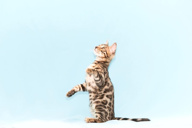 青色の背景で遊ぶベンガルの子猫。かわいい純血種の猫
