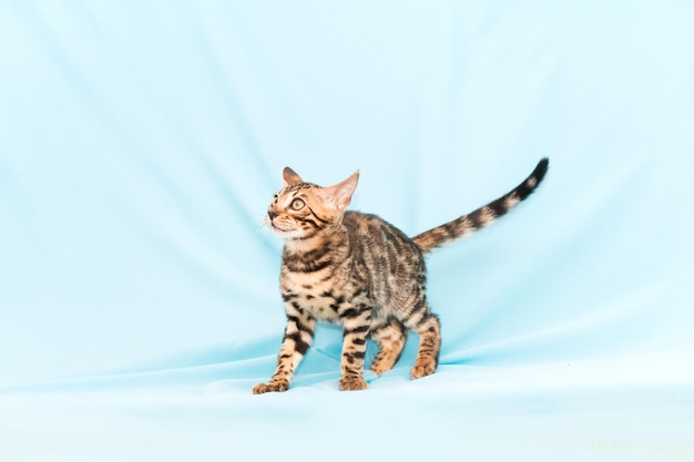 Бенгальский котенок играет на синем фоне. Симпатичная чистокровная кошка