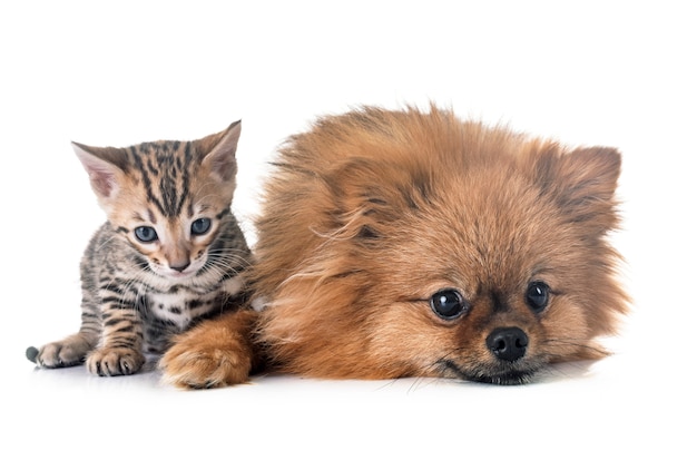 bengal kitten and pomeranian