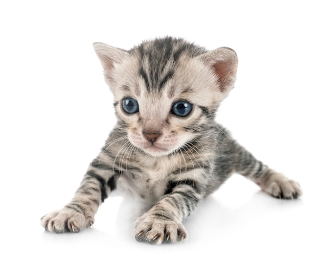 Bengal kitten in studio