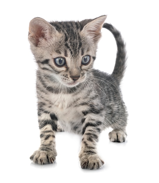 Bengal kitten in studio