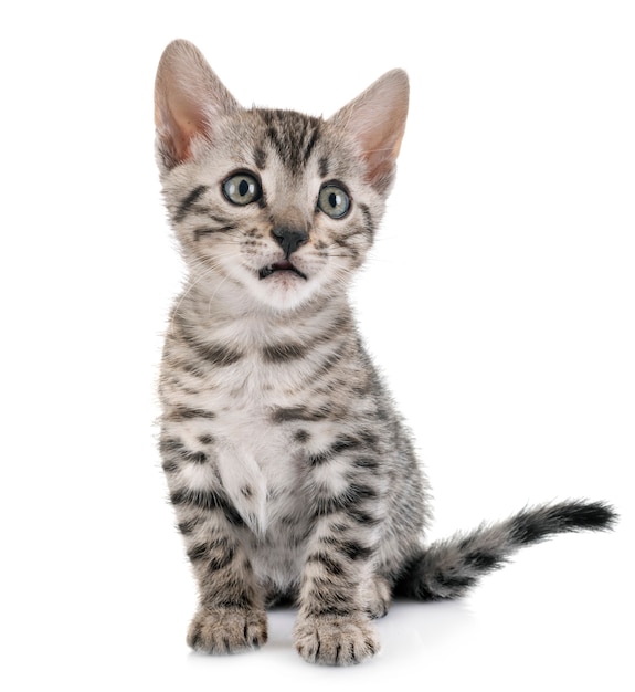 bengal kitten in studio