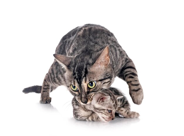 Bengal kitten in studio