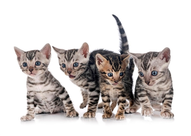 Bengal kitten in studio