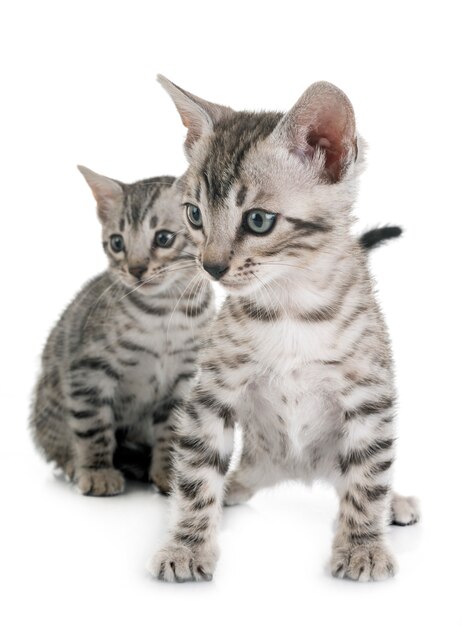 bengal kitten in studio