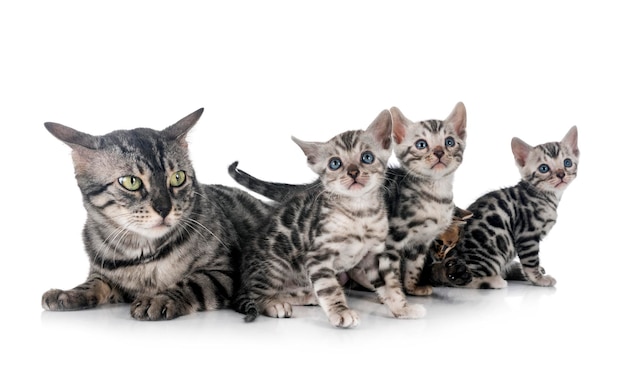 Bengal kitten in studio