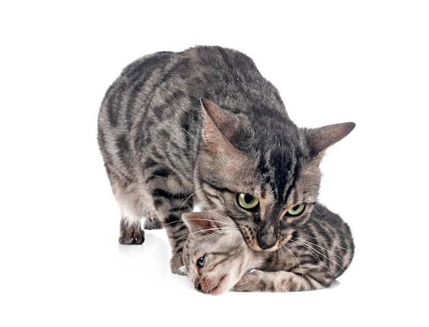 Bengal kitten in studio