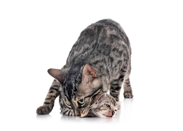 Bengal kitten in studio