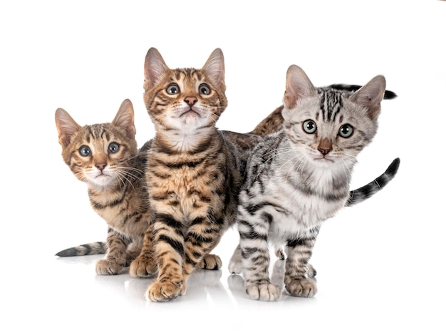 Bengal kitten in studio