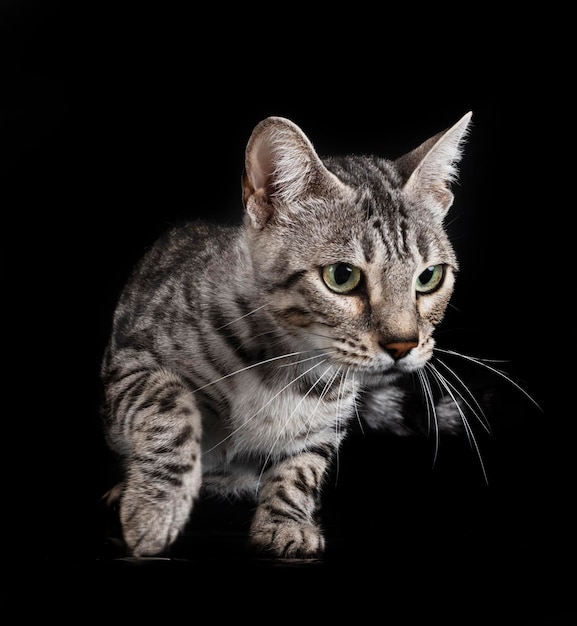 Bengal kitten in studio