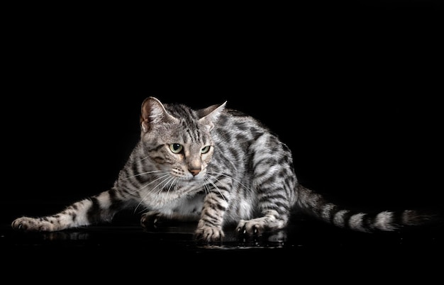 Bengal kitten in studio